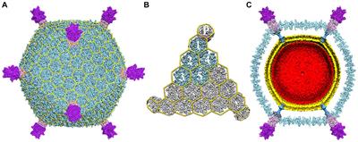 Viruses of the Turriviridae: an emerging model system for studying archaeal virus-host interactions